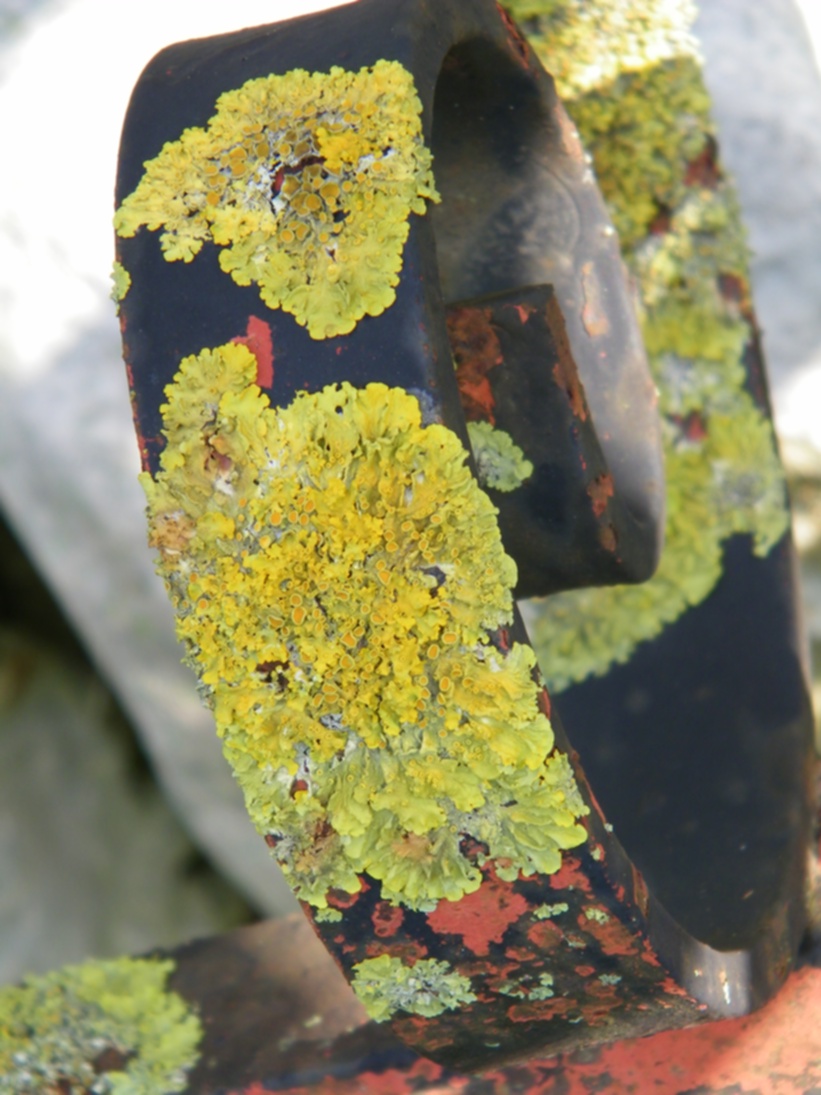 Licheni su ringhiera metallica